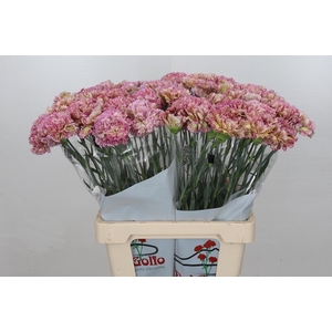 Dianthus St Lady Sheen*