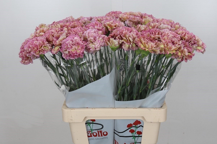 <h4>Dianthus St Lady Sheen*</h4>