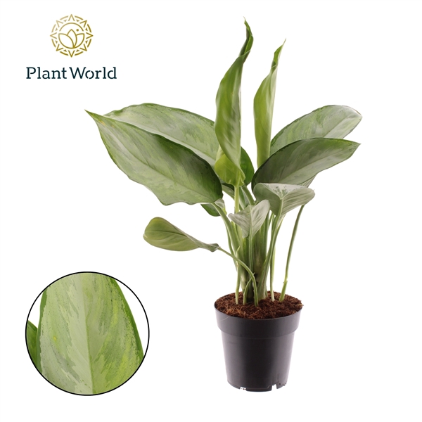 <h4>Aglaonema Silverado</h4>