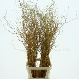 Salix Golden Curls 130cm