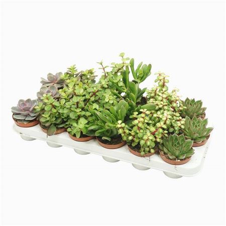 Succulent Gemengd 8cm