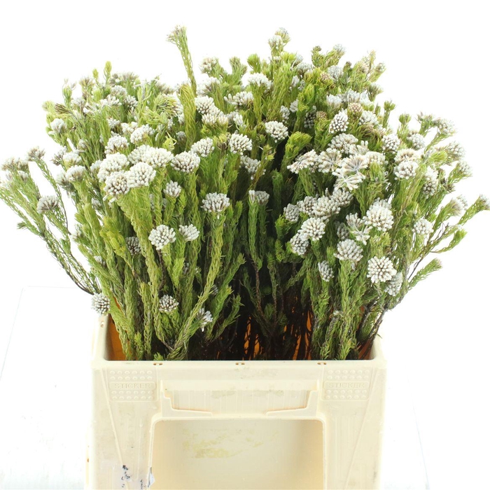 <h4>Kaaps Metalasia</h4>