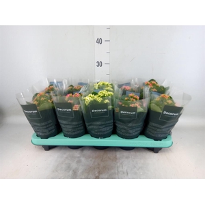 Kalanchoe blos.   ..rosebud mix  3