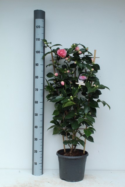 Camellia William Bartlett 26Ø 105cm 40fl