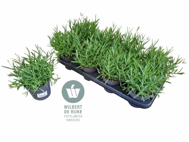 <h4>LAVAN AN HIDCOTE</h4>