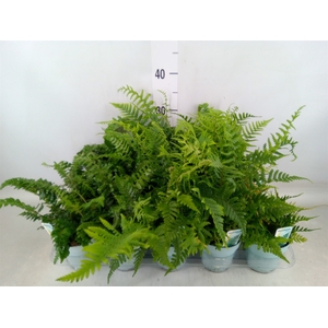 Ferns   ...mix