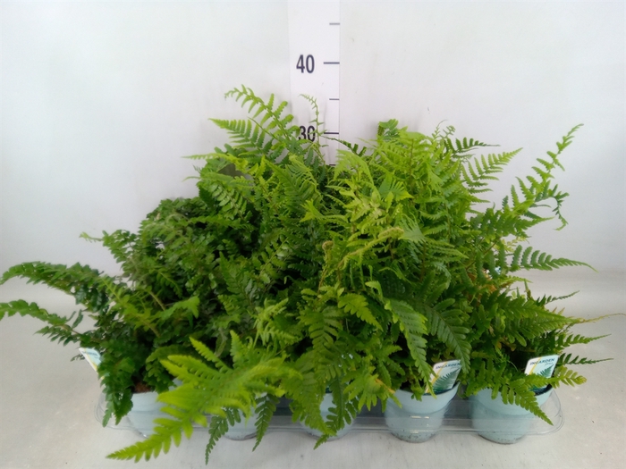<h4>Ferns   ...mix</h4>