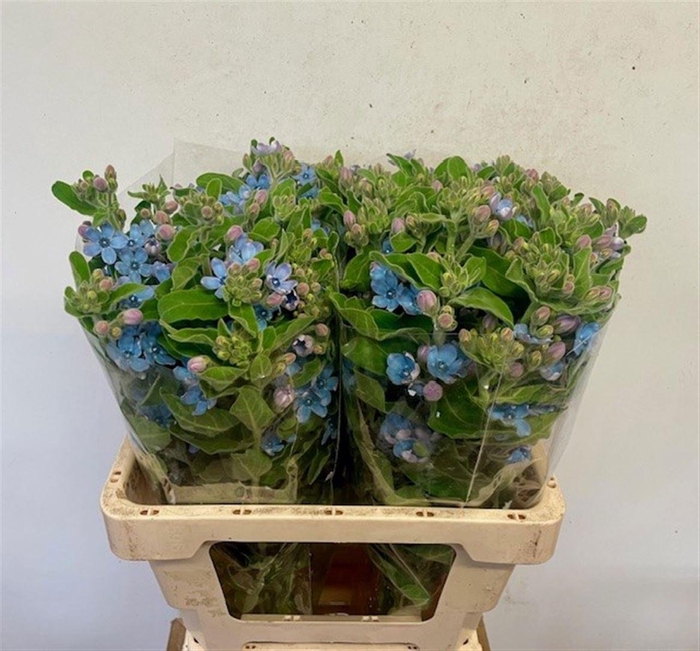 <h4>OXY CO TAN PURE BLU</h4>