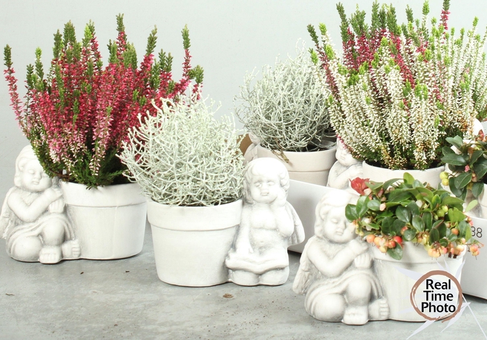 <h4>ARR TUINPLANTEN</h4>