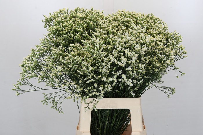 <h4>Limonium Pinna Colada</h4>