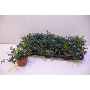 arr8 Glando Dif Heaven Bl