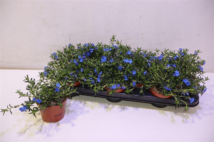 <h4>arr8 Glando Dif Heaven Bl</h4>