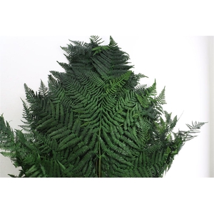 Pres Bracken Fern 10pc Green Bunch