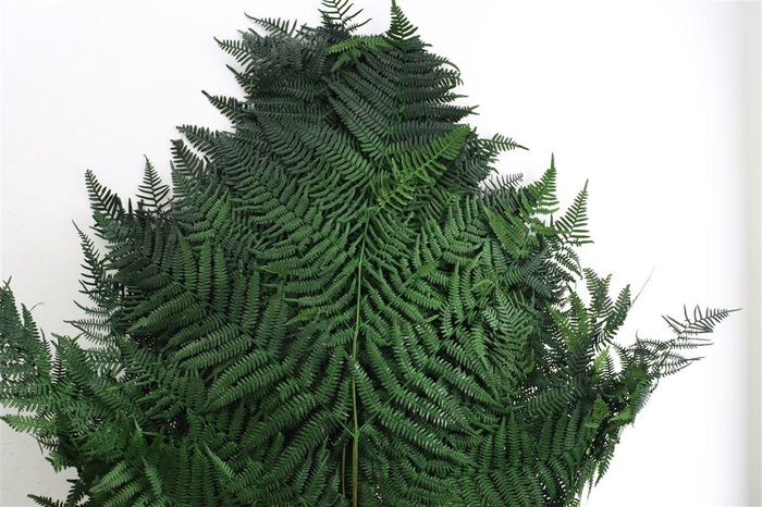 <h4>Pres Bracken Fern 10pc Green Bunch</h4>