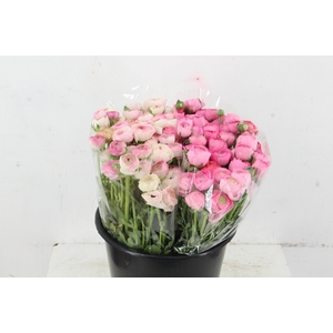 RAN ELEGANCE PINK - BICOLOR WHITE