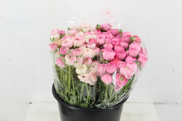 <h4>RAN ELEGANCE PINK - BICOLOR WHITE</h4>