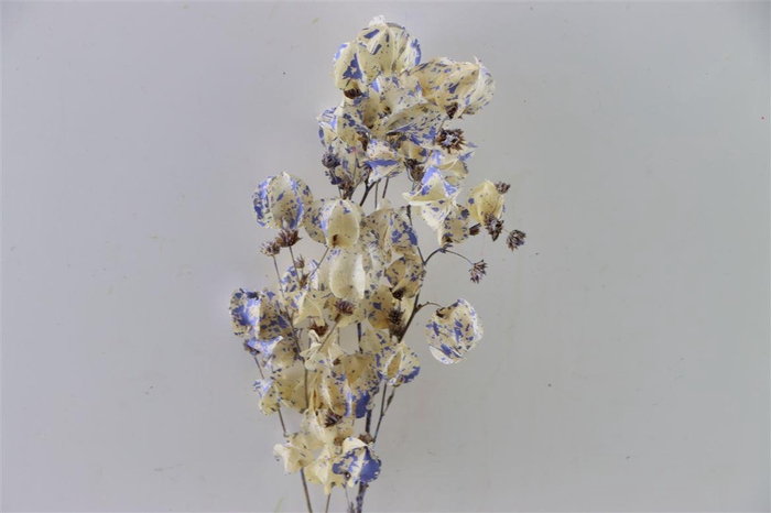 Dried Artz Bougainvillea Matisse Bunch
