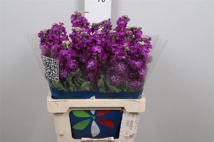 <h4>Matth Iron Purple</h4>