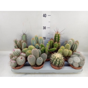 Cactus   ...mix