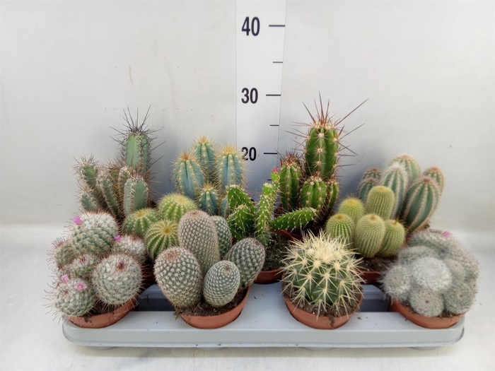 <h4>Cactus   ...mix</h4>