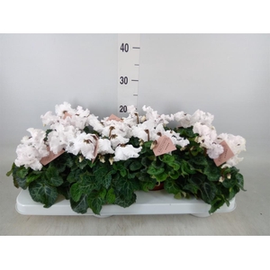 Cyclamen MD 'Merengue'