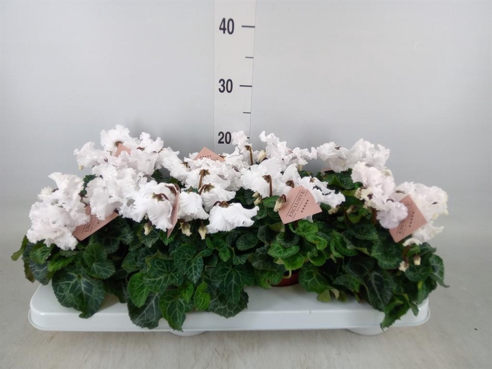 <h4>Cyclamen MD 'Merengue'</h4>