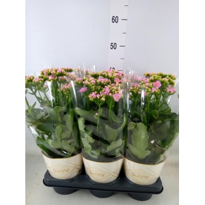 Kalanchoe  'RoseFlow Graceful Pink'