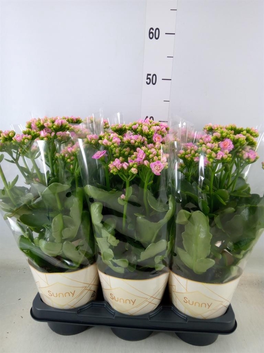 <h4>Kalanchoe  'RoseFlow Graceful Pink'</h4>