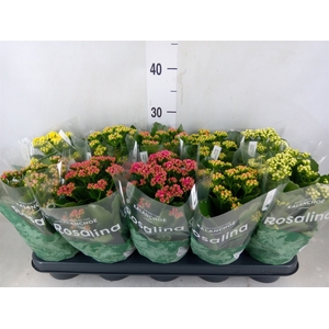 Kalanchoe blos. 'RosDon Collection'