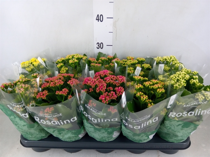<h4>Kalanchoe blos. 'RosDon Collection'</h4>