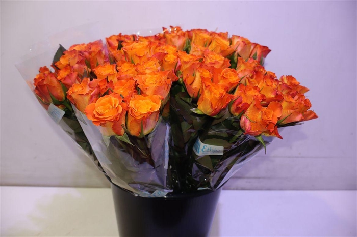 <h4>R Gr Mariyo!</h4>