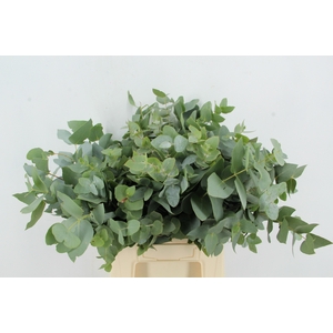 EUC CINEREA 200GR SHORT