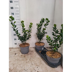 ILEX MES BLUE PRINC