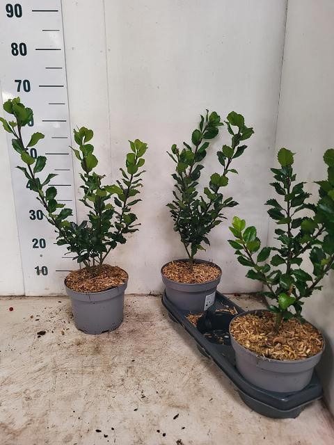 <h4>ILEX MES BLUE PRINC</h4>