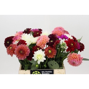 Dahlia   ...mix in bos