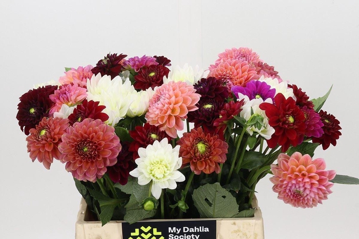 <h4>Dahlia   ...mix in bos</h4>