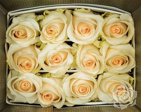 <h4>R Gr Creme De La Creme</h4>