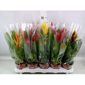 Vriesea   ...mix 5