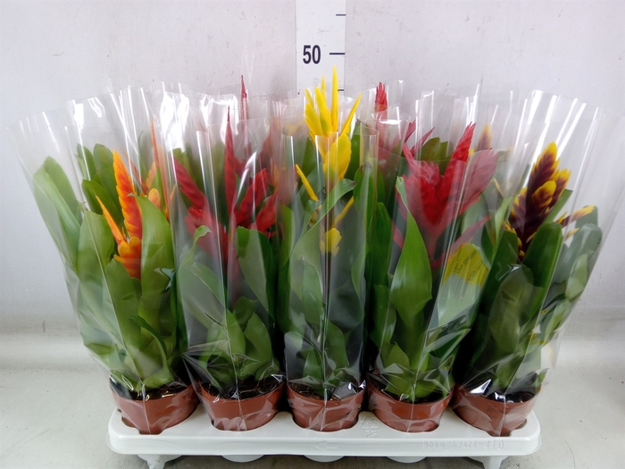 <h4>Vriesea   ...mix 5</h4>
