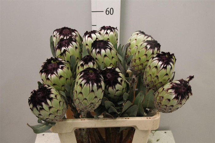 <h4>Protea Niobe</h4>