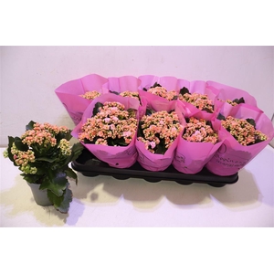 Kalan B Ge Perf Pink Peach