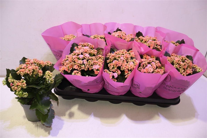 <h4>arr8 Kalan B Ge Perf Pink Peach</h4>