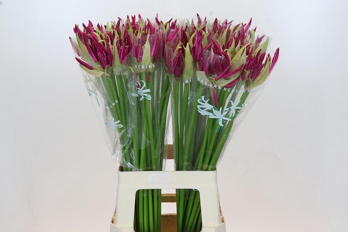 <h4>Nerine Mister Nick</h4>