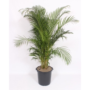 Chrysalidocarpus