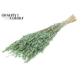 Avena Premium per bunch Frosted Mint