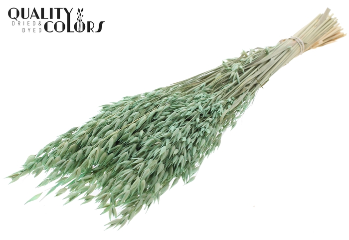 <h4>Avena Premium per bunch Frosted Mint</h4>