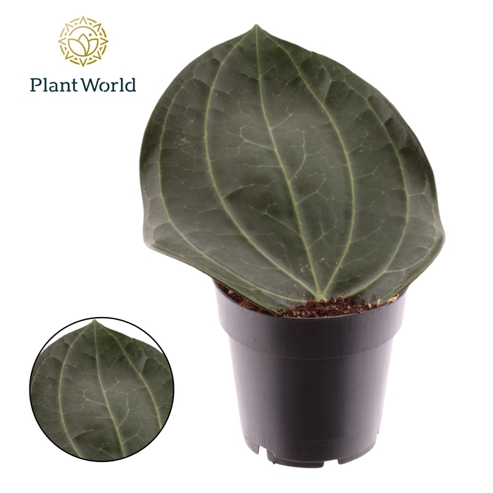 <h4>Hoya Latifolia</h4>