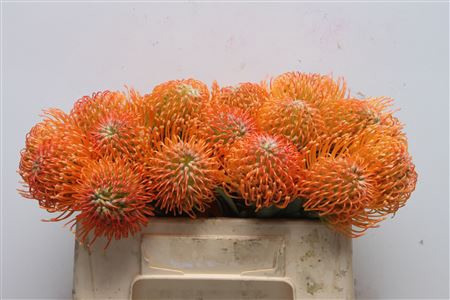 <h4>Leuco Ayoba Peach</h4>