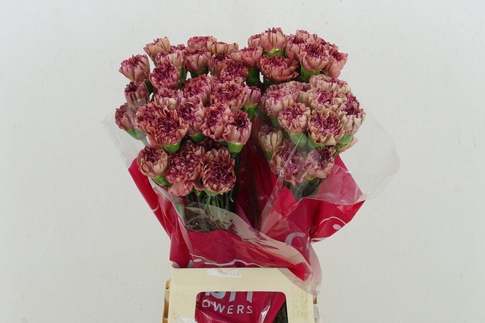 <h4>Di St Vortex</h4>