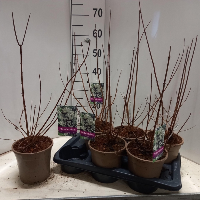 <h4>PHILA VIRGINAL</h4>